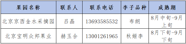 碩果飄香·豐涵海淀丨海淀李子：紫玉垂枝，酸甜馥郁