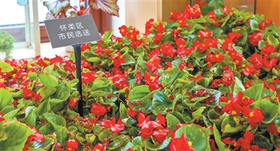 北京市民自育花卉亮相長安街國慶主題花壇