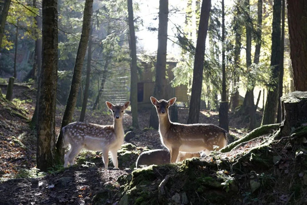 園冶杯參賽作品丨蘇州工業園區森鹿公園
