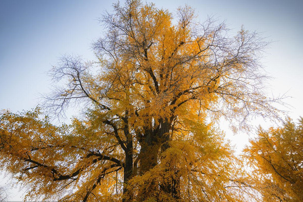 全國各地創新保護模式，加強古樹名木養護管理