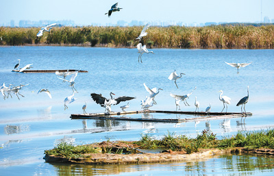 平原碧波衡水湖，一湖碧水靚平原