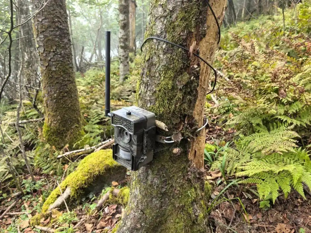 大數據、人工智能……創新驅動國家公園治理變革