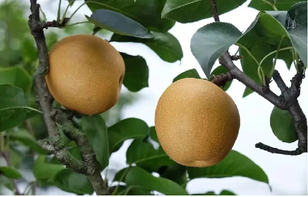 碩果飄香·豐涵海淀丨“梨”享生活 金秋味道