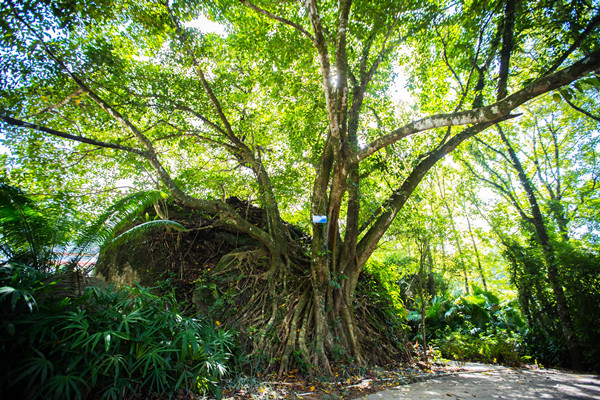 海南熱帶雨林國家公園打造“園地”融合發展典范